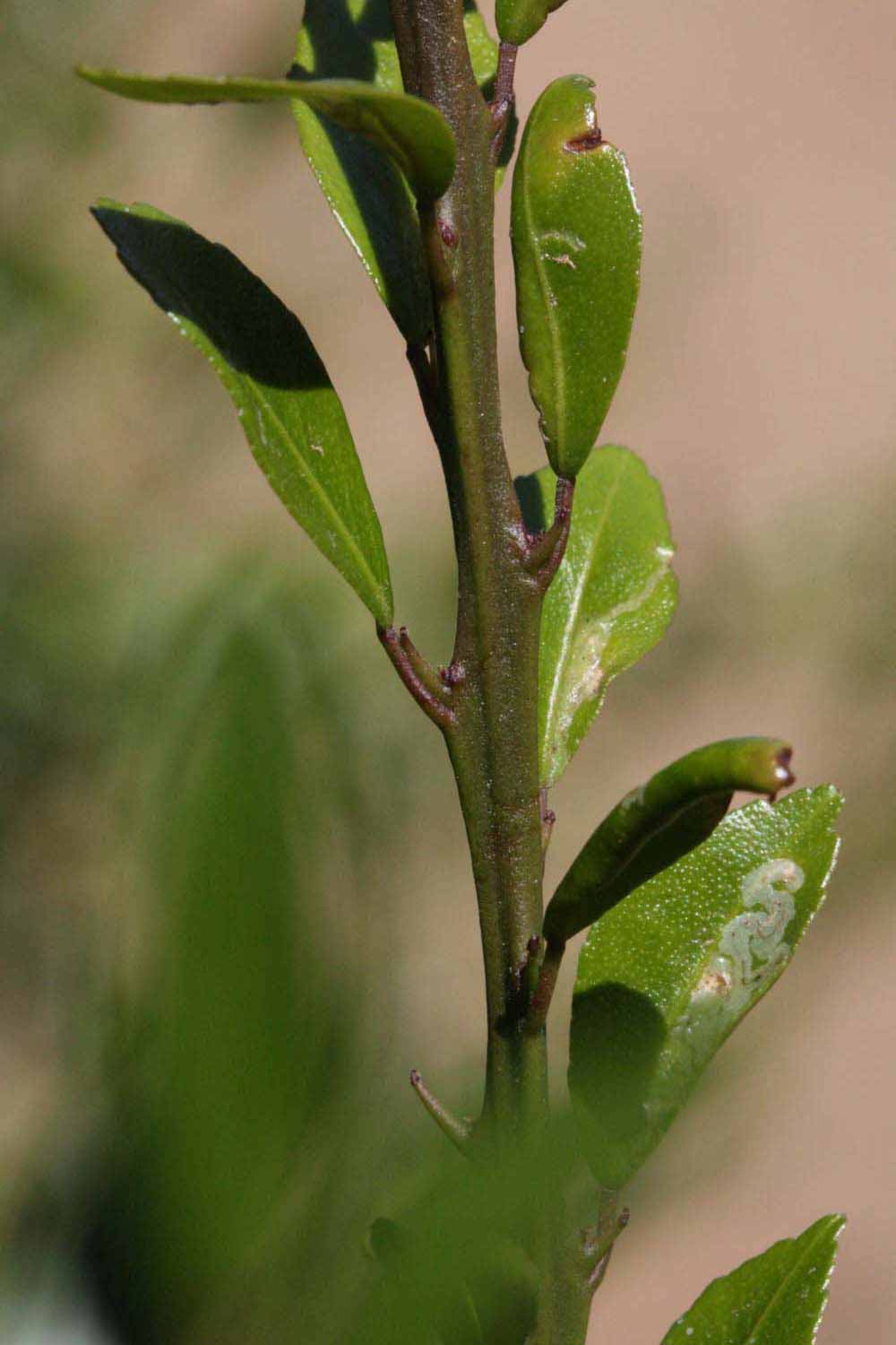            First year twig (Riverside, CA)   